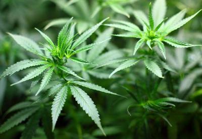 Anvisa autoriza plantio de cannabis na UFRN para experimentos científicos