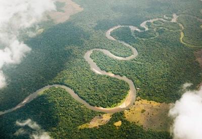 COP27: O que é a parceria florestal, lançada pelo premiê britânico na 2ª
