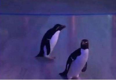 Coronavírus: tristes com pandemia, pinguins vivem livres e visitam amigos em zoológico fechado