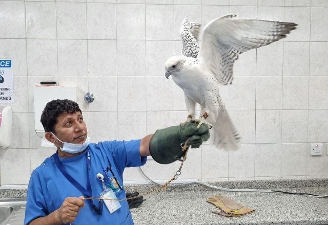 Falcões: a fascinante jornada no maior hospital do mundo para estas majestosas aves