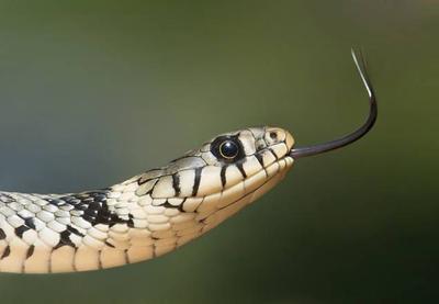 DF: quatro pessoas são indiciadas por criação e venda ilegal de serpentes