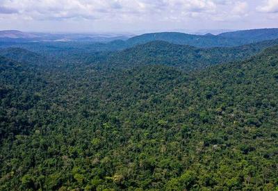 Desmatamento na Amazônia cai 31% nos primeiros cinco meses de 2023