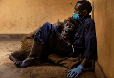 Morre Ndakasi, a gorila que ficou famosa por selfie em pé