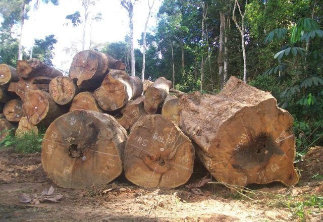 Estudo aponta que quase 40% da extração de madeira na Amazônia é ilegal