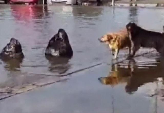 Leões-marinhos "conversam" com cães após enchentes no RS