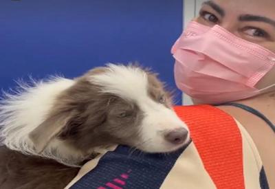 Vídeo: dona reencontra cadela que foi parar em voo para o RJ por engano
