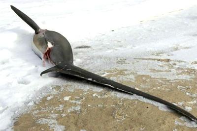 EUA: Tubarões não suportam frio e morrem em praia de Massachusetts