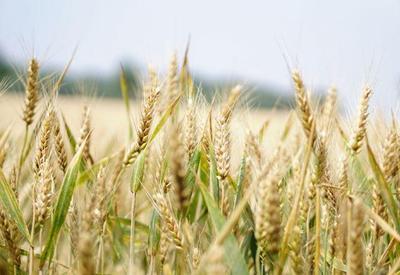 Guerra na Ucrânia faz preços do trigo, milho e óleos vegetais dispararem