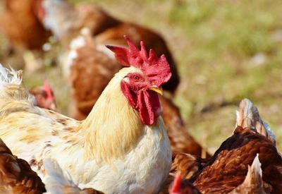 Exportações de carne de frango cresceram 15,3% em agosto, diz Abpa