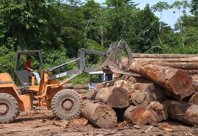 Desmatamento na Amazônia tem queda de 36% nos 4 primeiros meses do ano