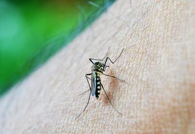 Especialistas alertam sobre proliferação da dengue em meio à pandemia