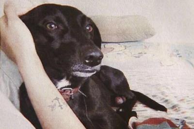 Famílias fazem apelo para encontrar cães desaparecidos em São Paulo
