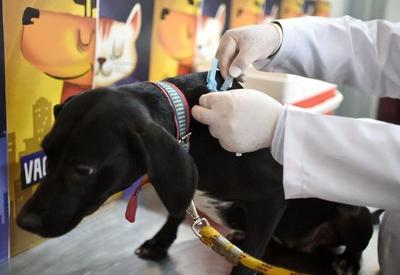 SP inicia vacinação de cães e gatos contra raiva; confira lugares e horários
