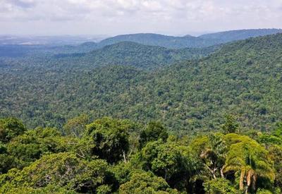 Áreas de florestas caíram 60% em 6 décadas, conclui estudo