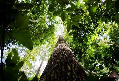 Câmara aprova projeto que facilita concessão de florestas públicas