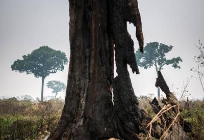 Incêndio: Amazônia tem o pior mês, que nem acabou ainda,  desde 2010