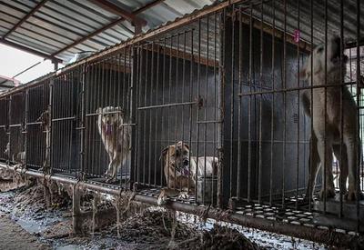 Coreia do Sul aprova projeto de lei que proíbe comércio de carne de cachorro