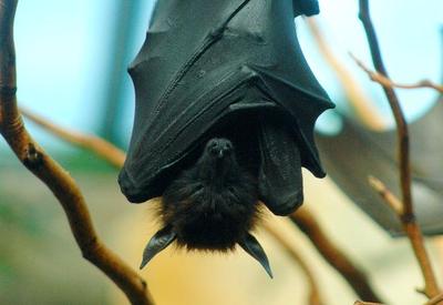 Morcegos na China carregam novo tipo de coronavírus, diz pesquisadora