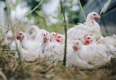 EUA detectam primeiro caso de gripe aviária H5N1 em humanos