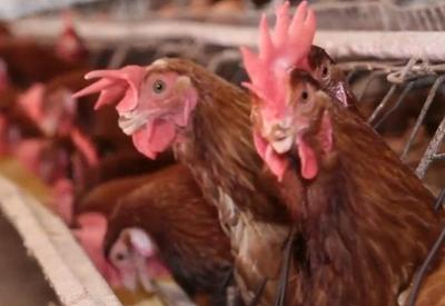Casos de gripe aviária em países vizinhos preocupa produtores brasileiros