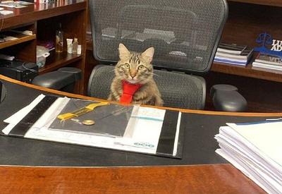 Gato é "contratado" por escritório de advocacia no RJ