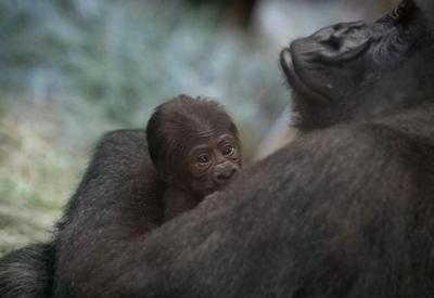 Gorila tida como macho dá à luz em zoológico dos EUA