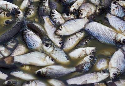 Hidrelétricas podem ter causado morte de toneladas de peixes no Brasil