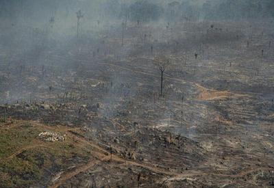 Desmatamento na Amazônia chega a mais de 10 mil km² no ano