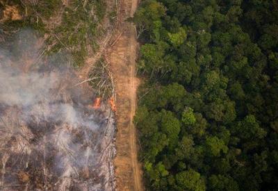 Desmatamento global cai, mas florestas tropicais continuam ameaçadas