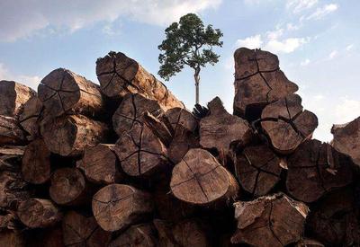 Desmatamento na Amazônia registra queda de 60% em agosto