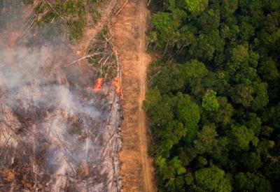 Apenas 8% das ações do MPF contra desmatamento resultaram em punição