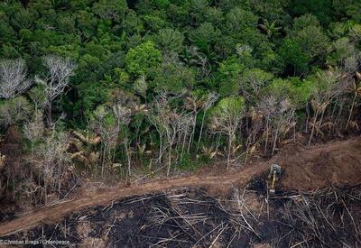 Brasil perdeu 15% de florestas naturais em 38 anos, diz MapBiomas