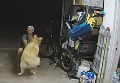 Vídeo: ladrão interrompe furto para fazer carinho em cachorro