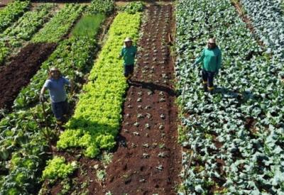 Brasil terá programa de incentivo à produção de alimentos saudáveis