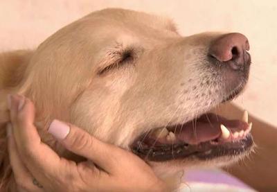 Hospedar cães pode incrementar o orçamento em até R$ 8 mil
