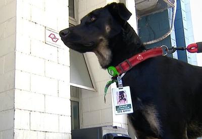 Conheça 'Ademar', primeiro cão hospitalar da rede municipal de SP