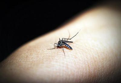 Vacina contra dengue é testada no Rio Grande do Sul