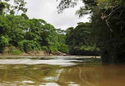 STF ordena governo federal a reativar  Fundo Amazônia