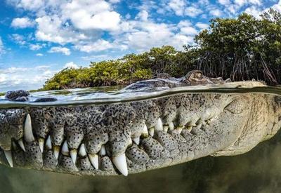 Foto de close em crocodilo em Cuba é ganhadora de prêmio