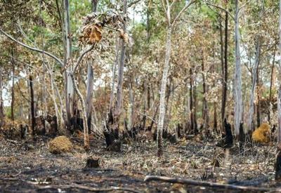 Incêndios na Amazônia são resultado da seca e do desmatamento 