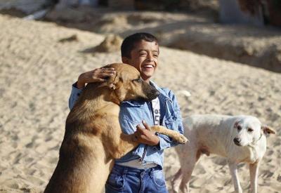 Cães e gatos de Gaza estão sem comida; ONG faz apelo por envio de ração