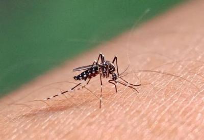 Saúde abre consulta pública sobre incluir vacina contra dengue no SUS