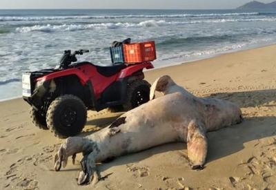 Leão-marinho de mais de 250 quilos é encontrado morto em praia de SC