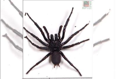 Maior espécime da aranha mais venenosa do mundo é encontrado na Austrália