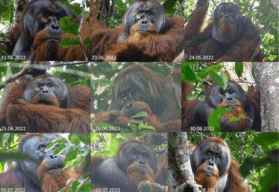 Orangotango selvagem é visto usando planta para curar ferida; veja vídeo