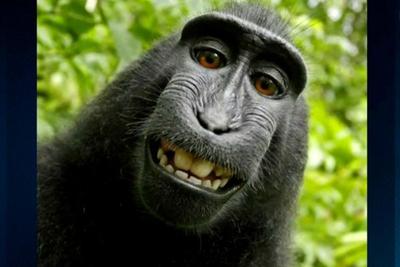 Macaco ganha direitos autorais de selfie famosa tirada em 2011