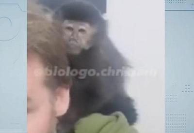 Vídeo: Macaco-prego é resgatado e sobe no ombro de biólogo