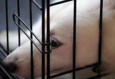 Nova York proíbe venda de animais em pet shops
