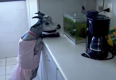 Veterinária adota cabra de estimação dentro de apartamento