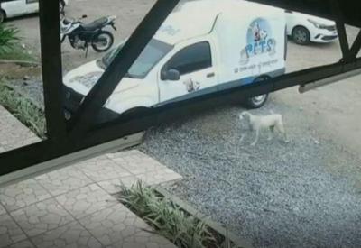 Cadela desaparecida percorre 13 km até achar pet shop em que foi adotada